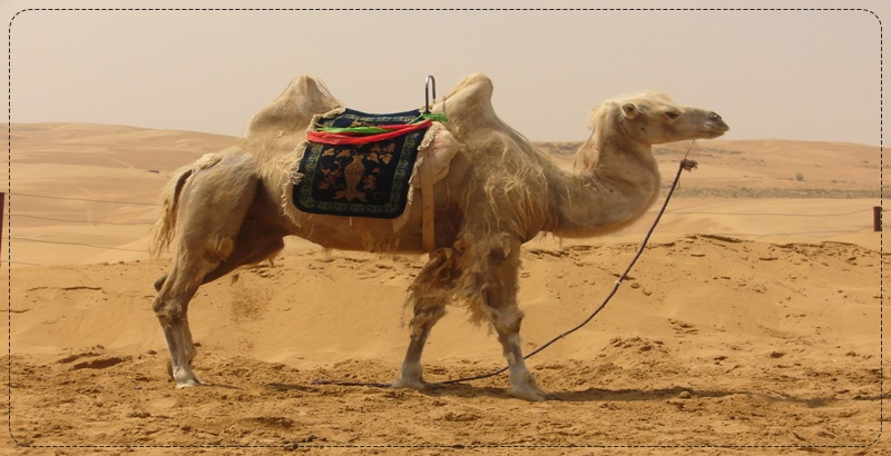 사막에 서 있는 낙타 한마리