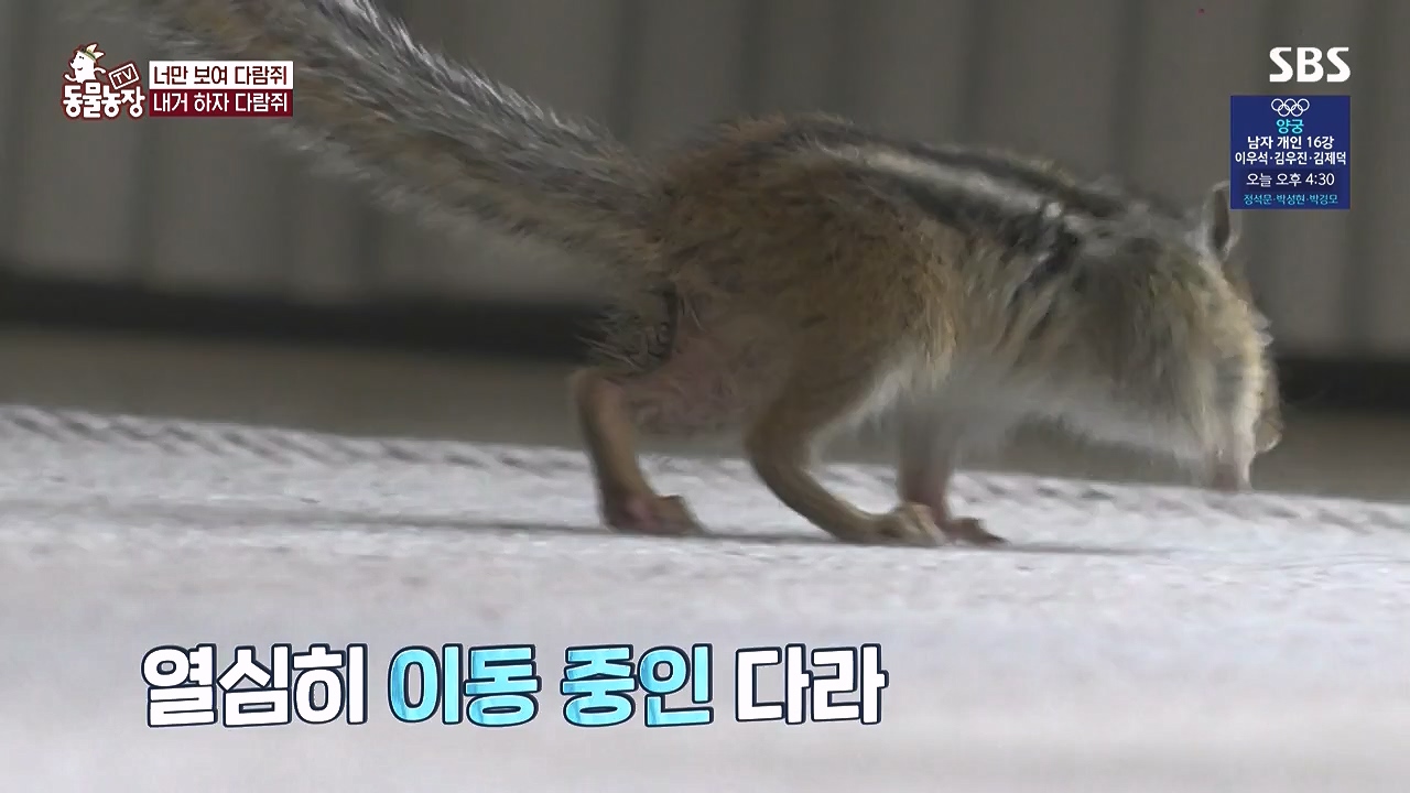 TV 동물농장.E1183.240805p-NEXT.mp4_20240804_154948.987.jpg