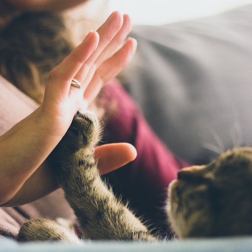 10 Tips for Choosing the Right Pet Equipment