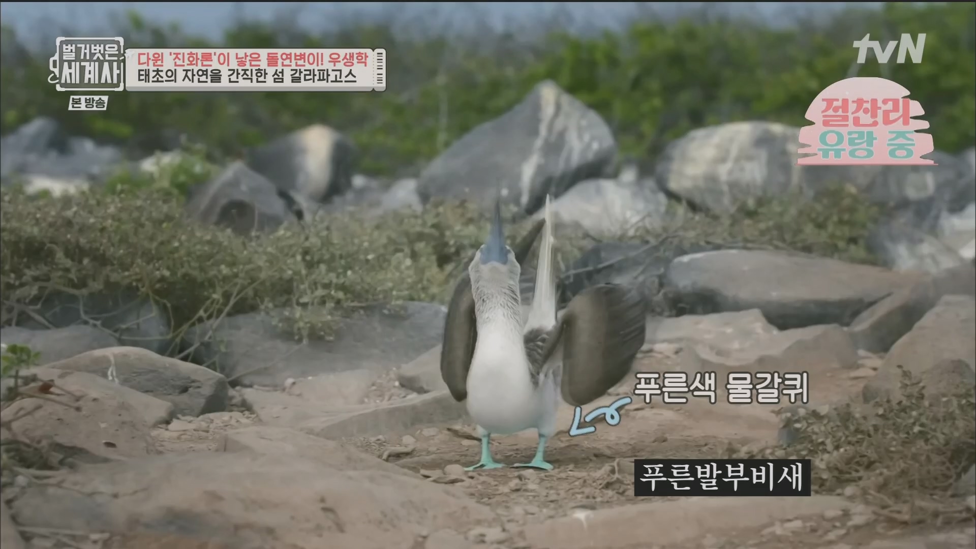 벌거벗은 세계사.E97.230502p.H264-F1RST.mp4_20231224_171024.578.jpg