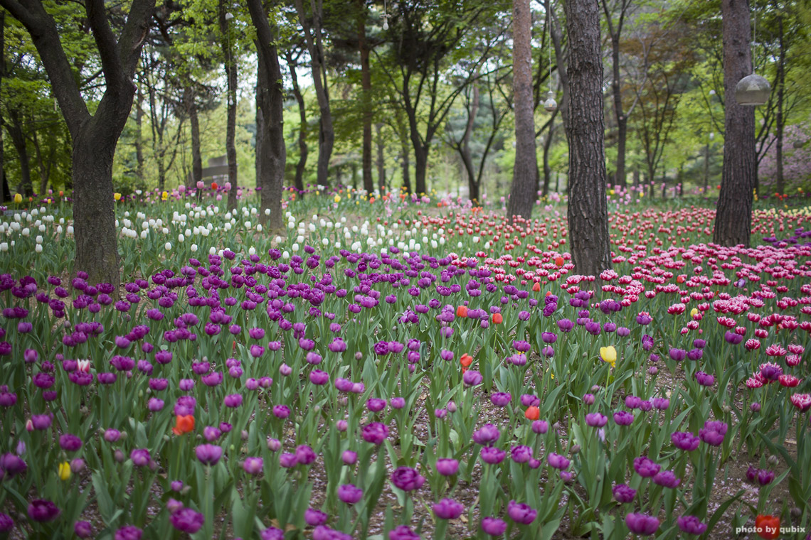 벚꽃 뒤의 튤립, 서울 성수동 튤립명소 '서울숲' 7