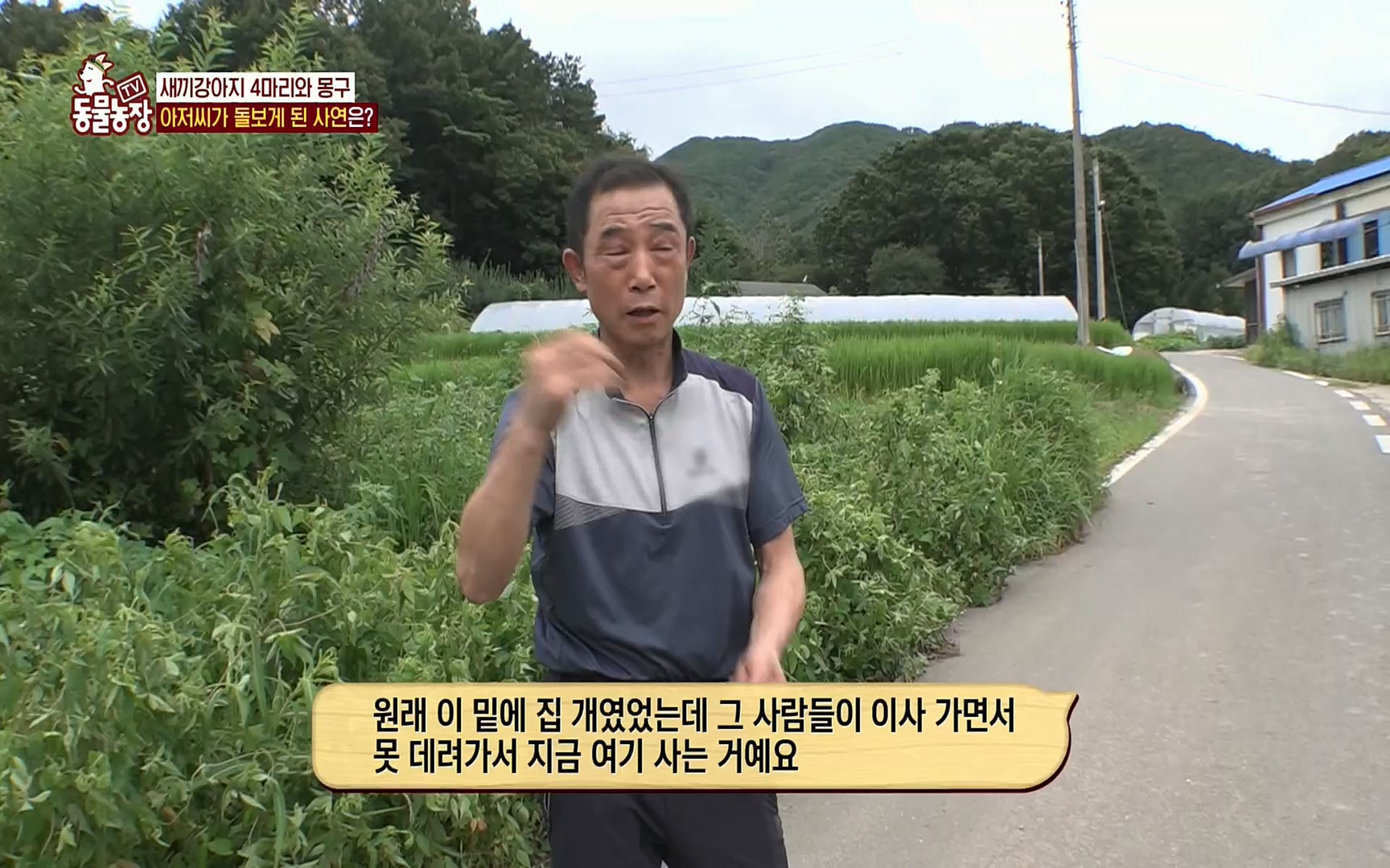 TV 동물농장.E1084.220828p.H264-F1RST.mp4_20220828_154056.494.jpg