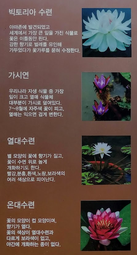 연꽃 종류