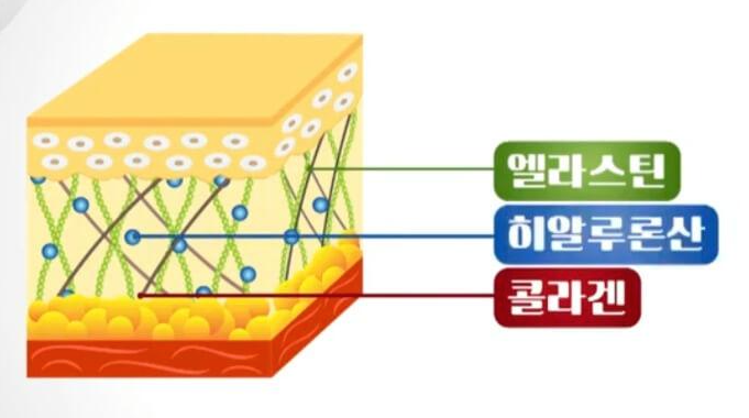  콜라겐 효능 3가지 및 역할 - 콜라겐 많은 음식 3가지