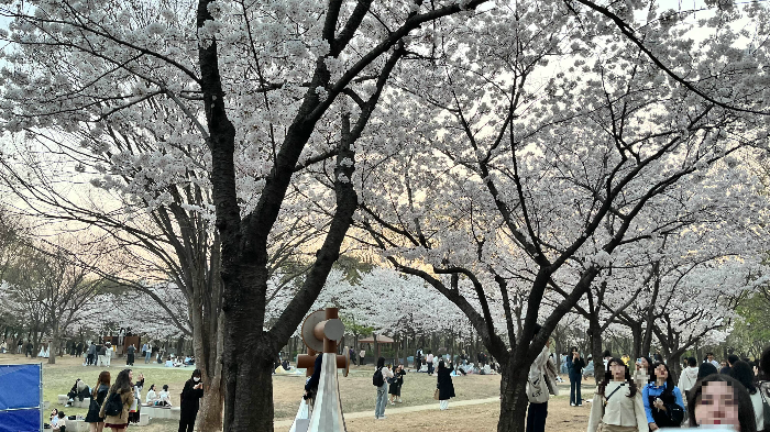 벚꽃
