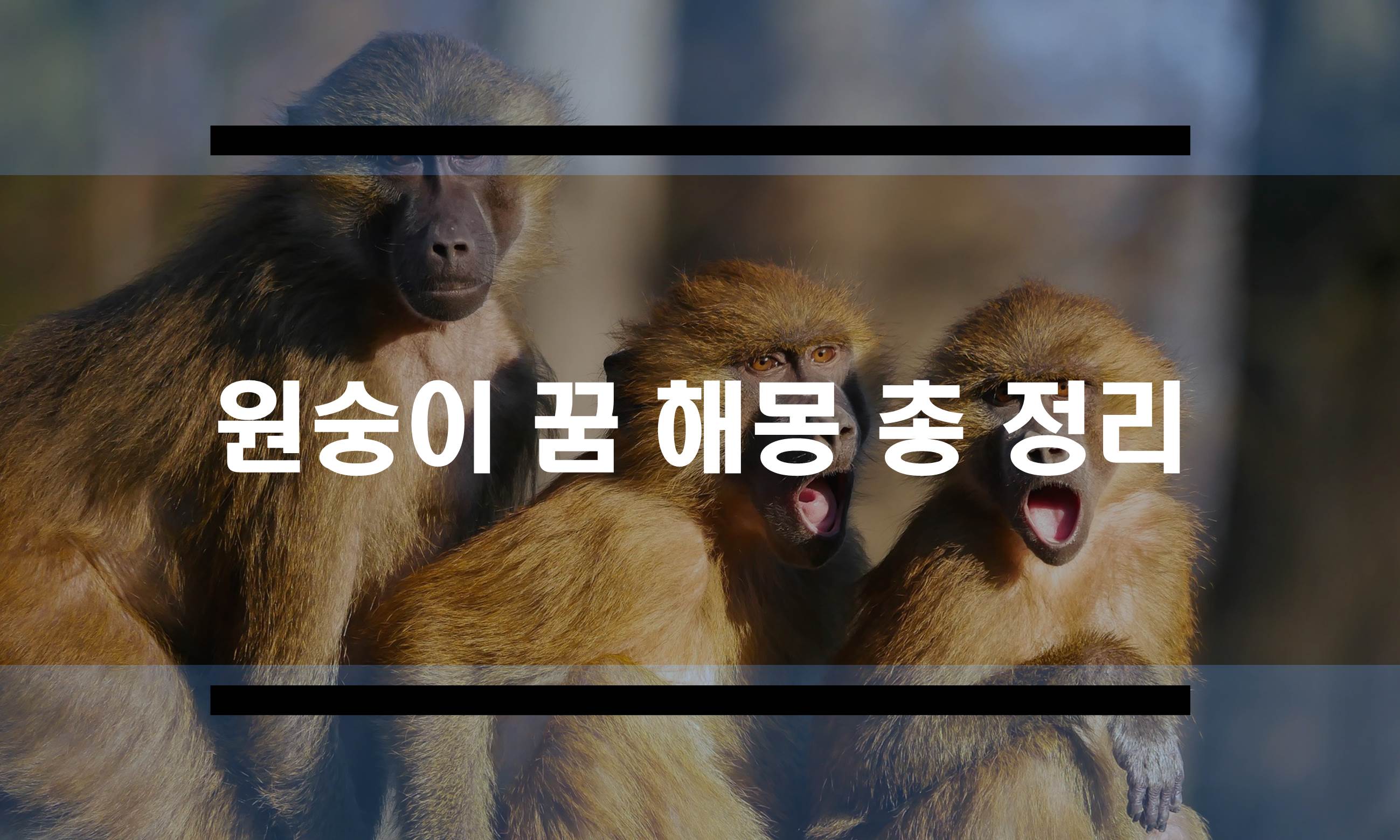  원숭이꿈 해몽 총 정리