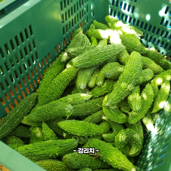 여주 효능