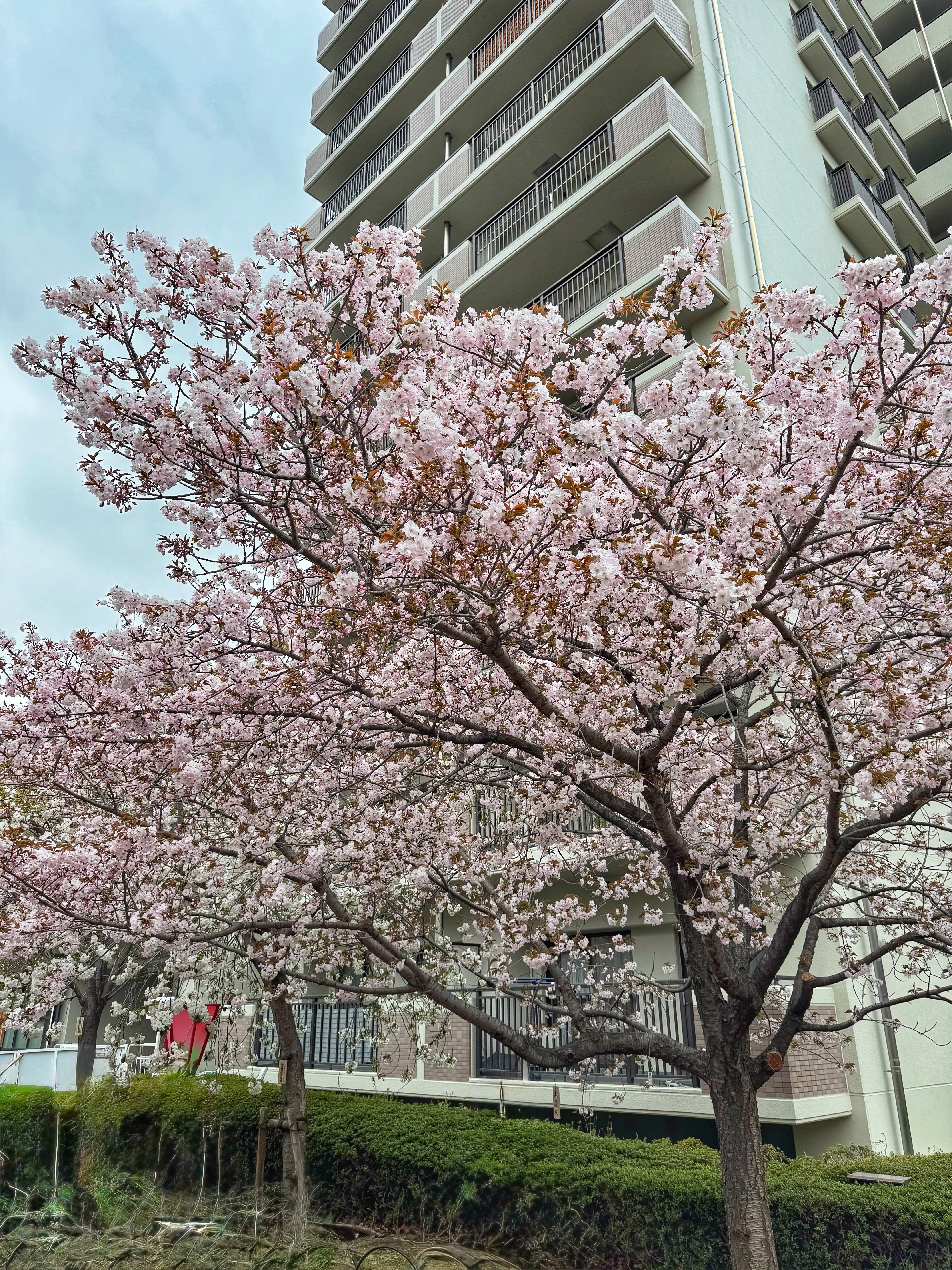 [일본 오사카] 조폐국 본국 벚꽃 통과하기 축제 후기 Cherry Blossom Viewing in Mint Osaka Japan
