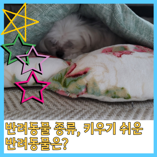  반려동물 종류, 키우기 쉬운 반려동물은?