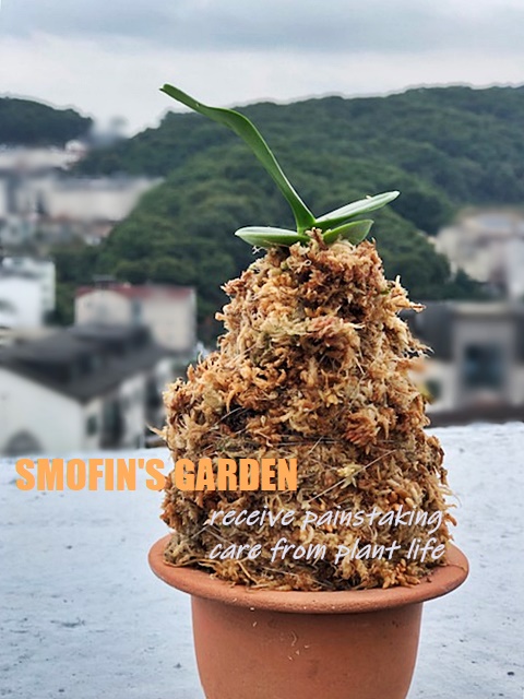 풍란 이용한 대엽심기 5