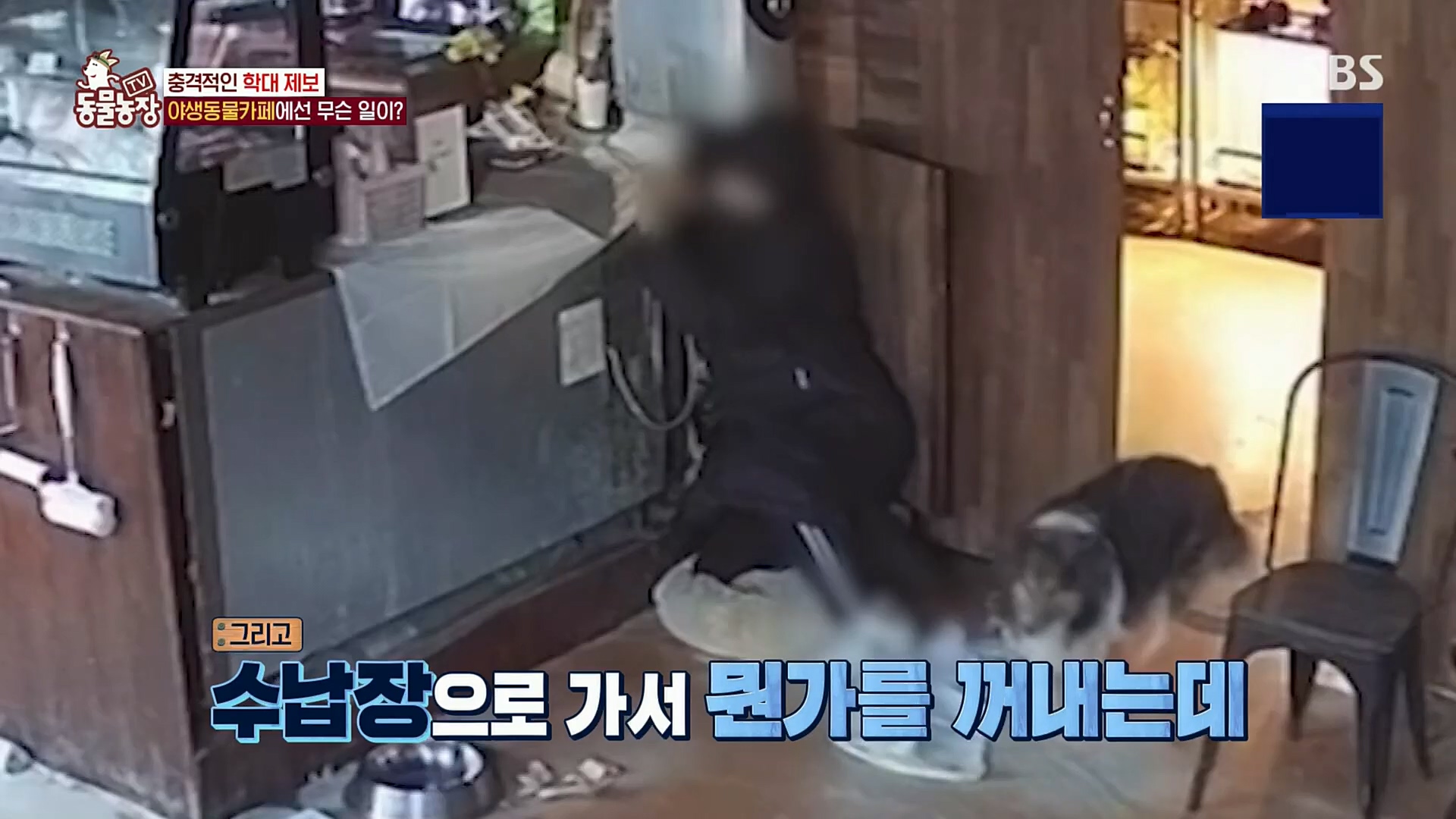 TV 동물농장.E1097.221127p.H264-F1RST.mp4_20221127_181708.368.jpg