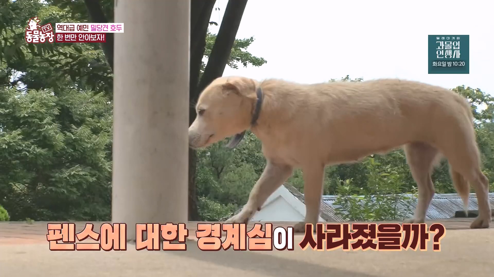 TV 동물농장.E1136.230903p.H264-F1RST.mp4_20230903_180348.684.jpg