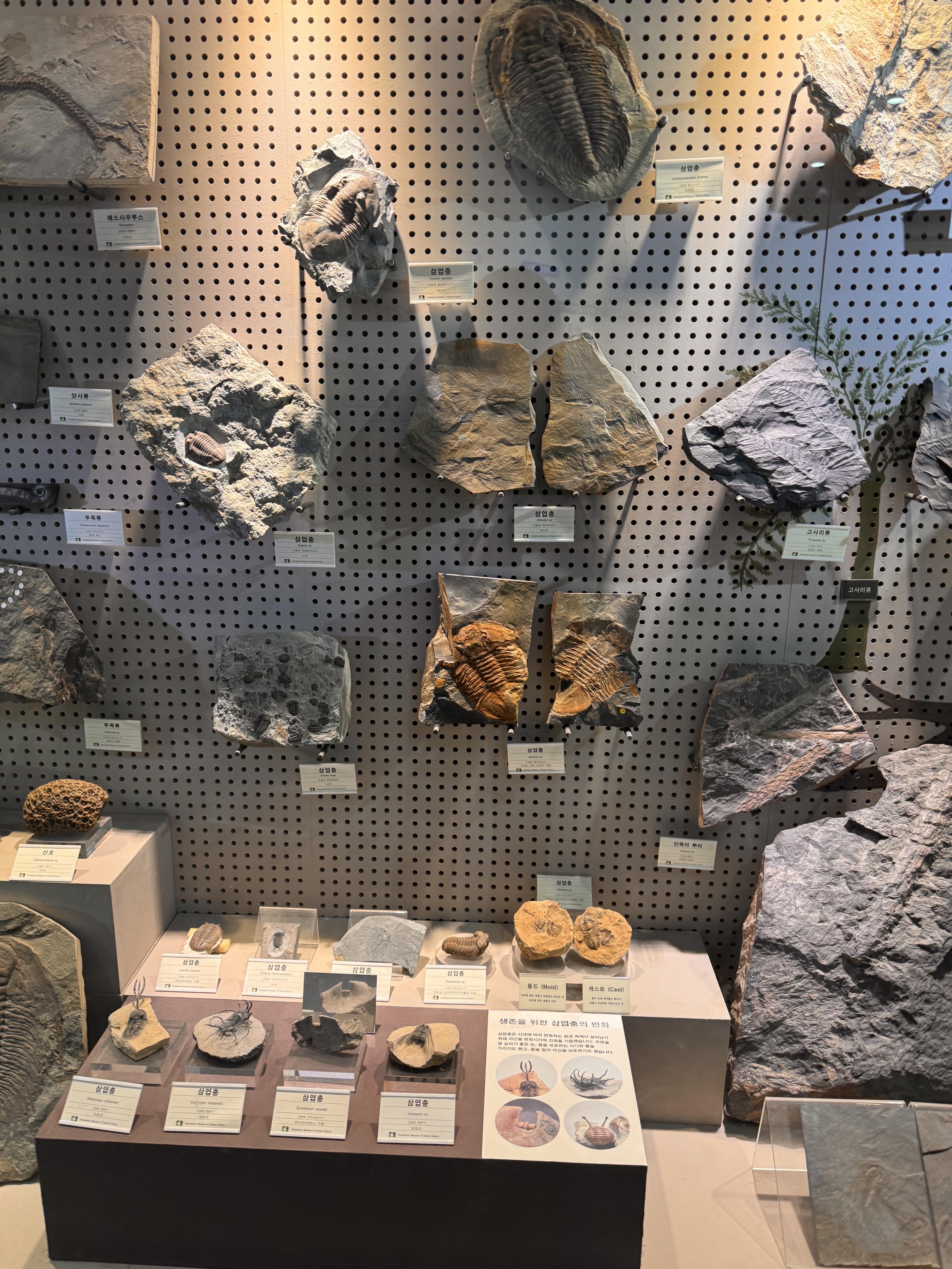 자연사박물관 화석