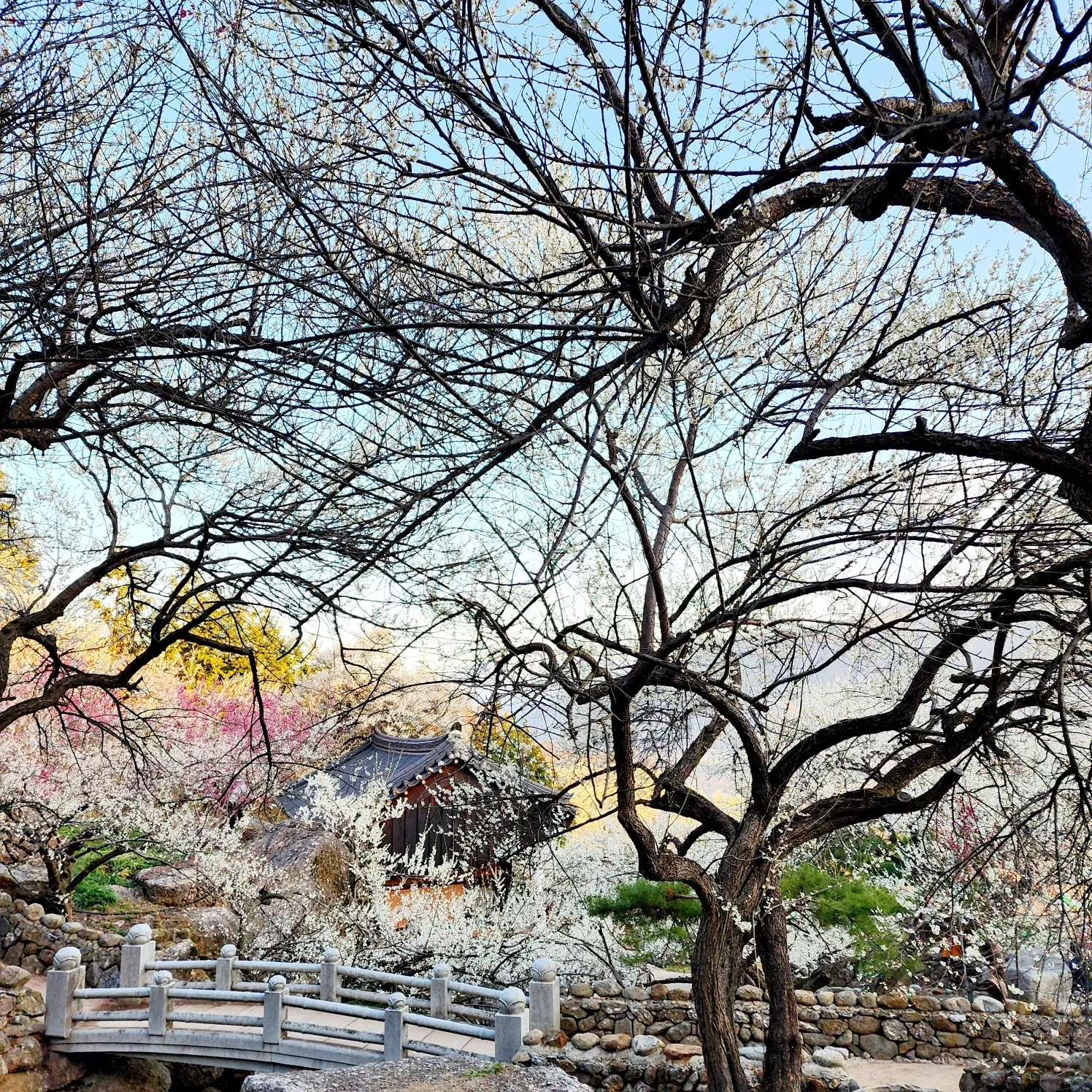 광양매화축제