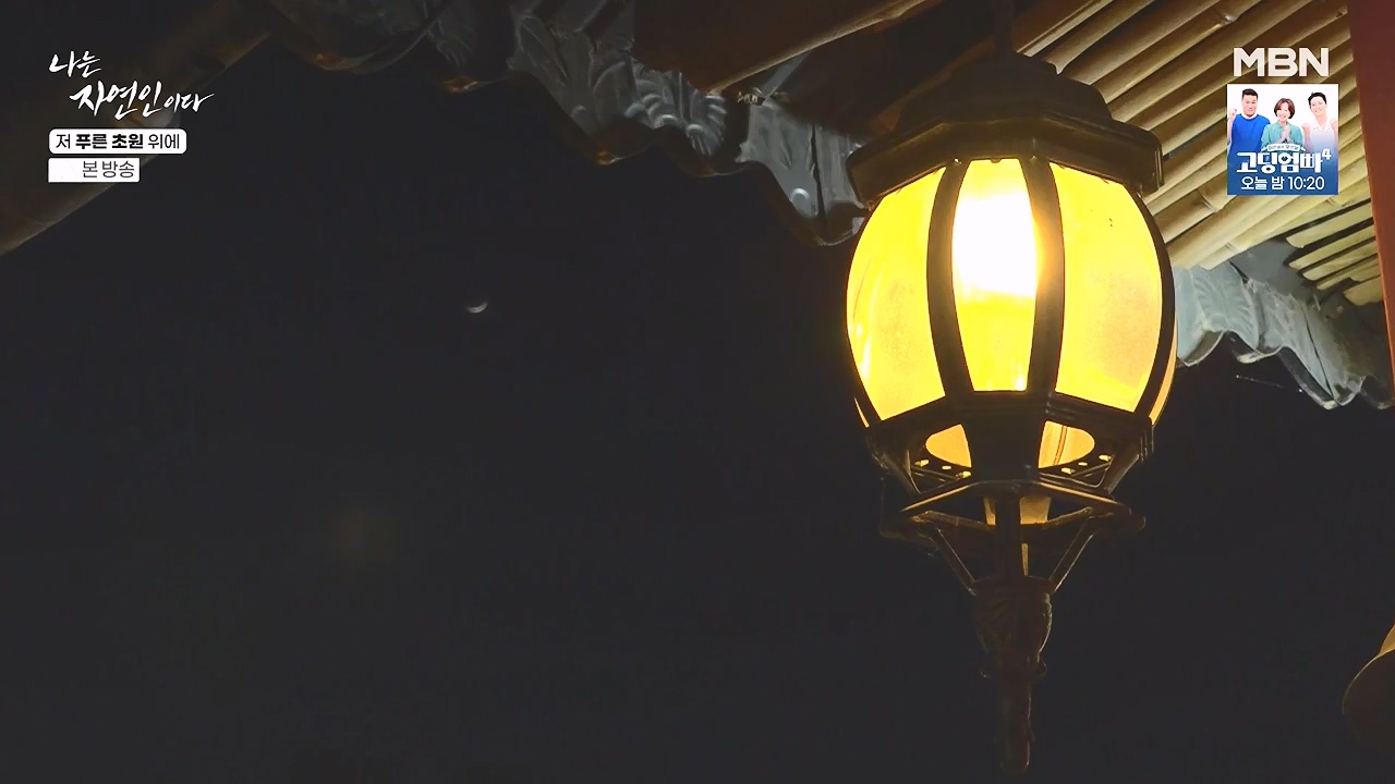 나는 자연인이다.E607.240530p-NEXT.mp4_20240530_200526.657.jpg