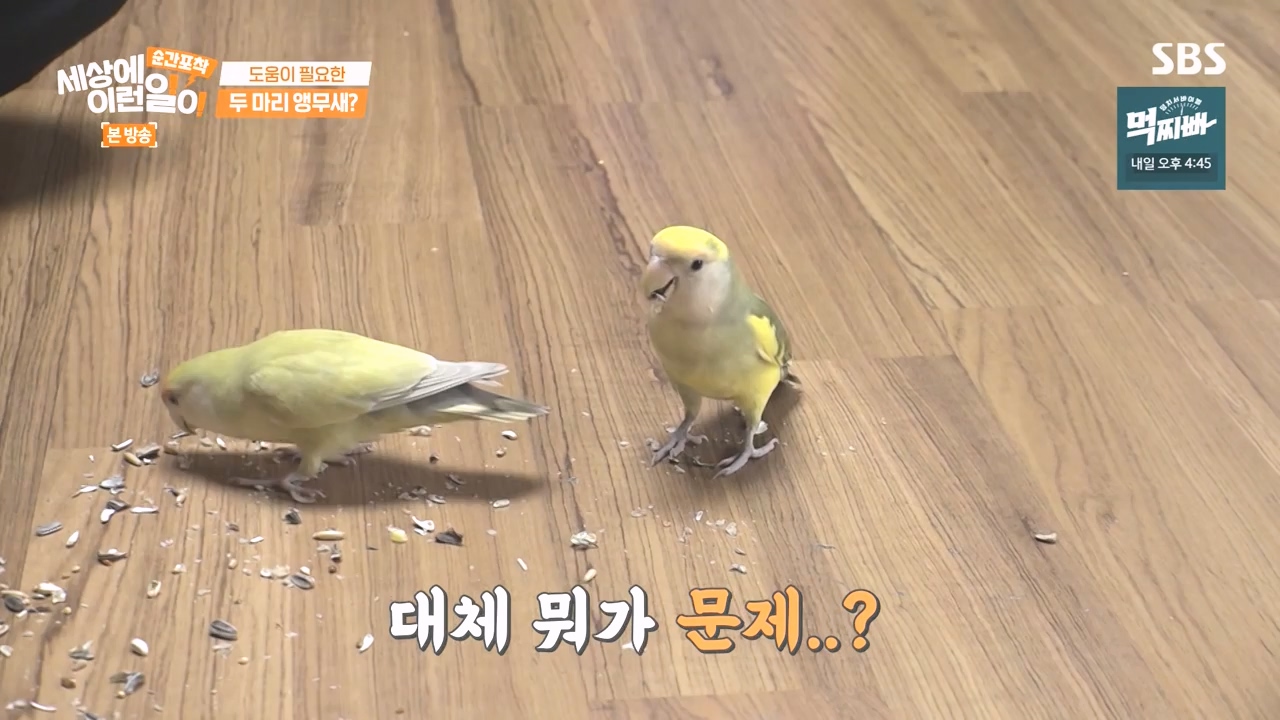 순간포착 세상에 이런일이.E1248.231015p-NEXT.mp4_20231015_164752.010.jpg