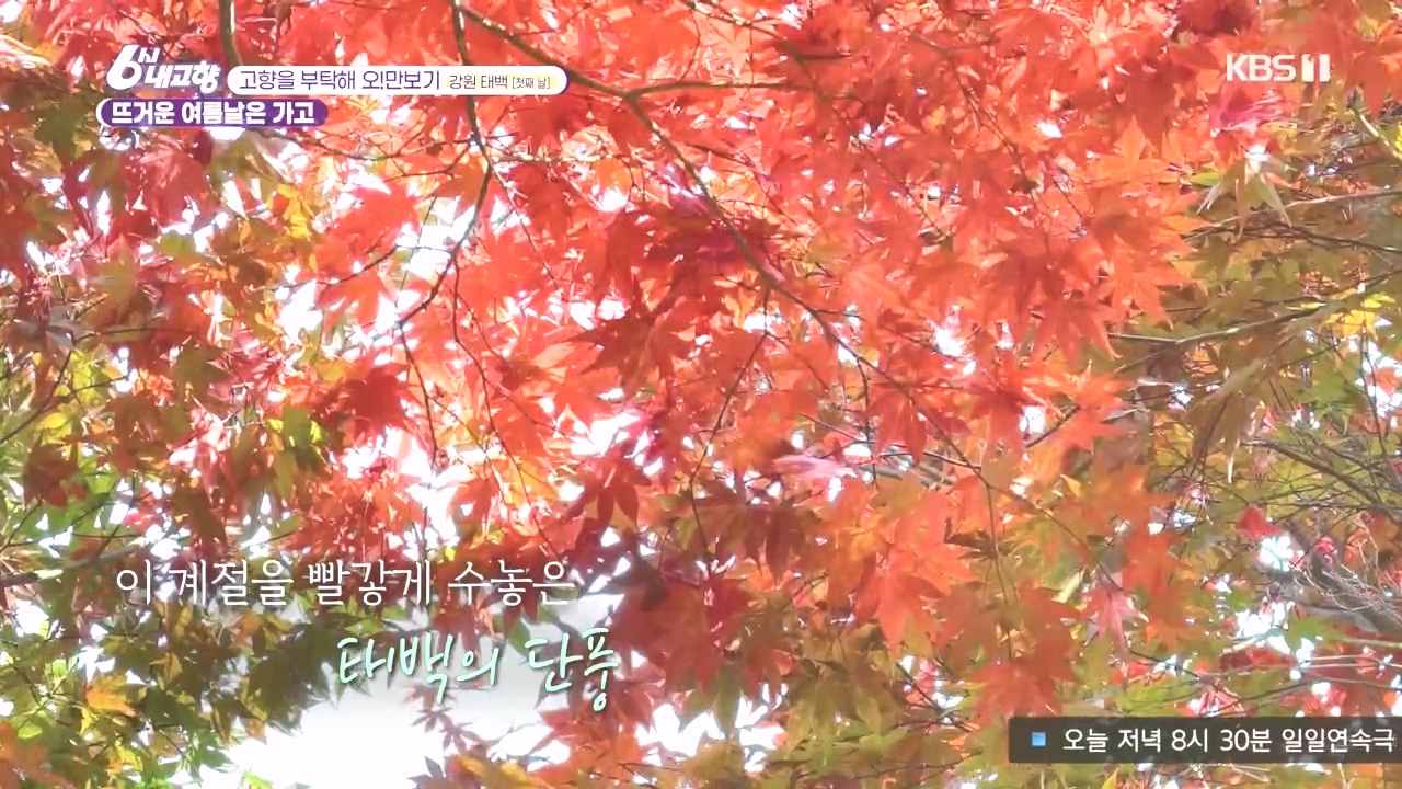 6시 내고향.E7897.231025p.H264-F1RST.mp4_20231025_202255.463.jpg