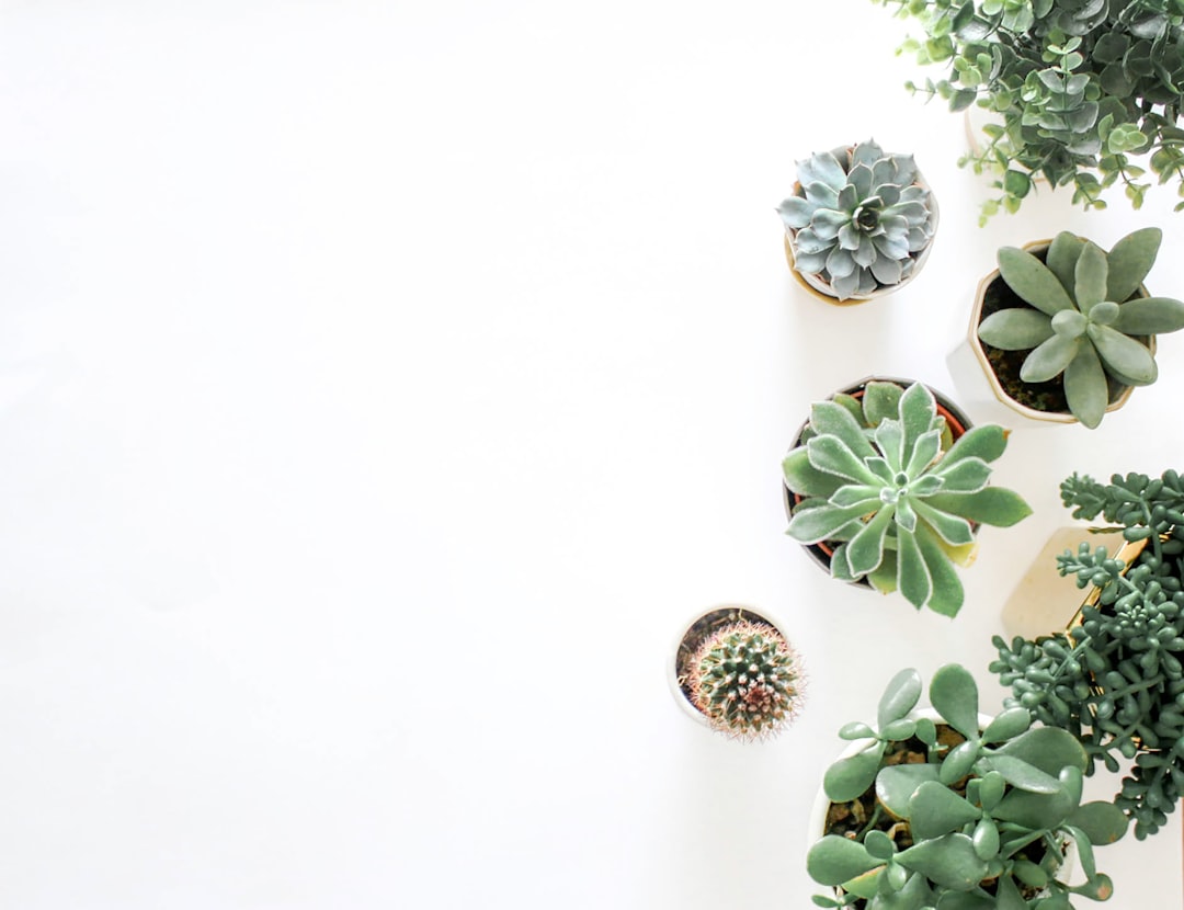 Plant.