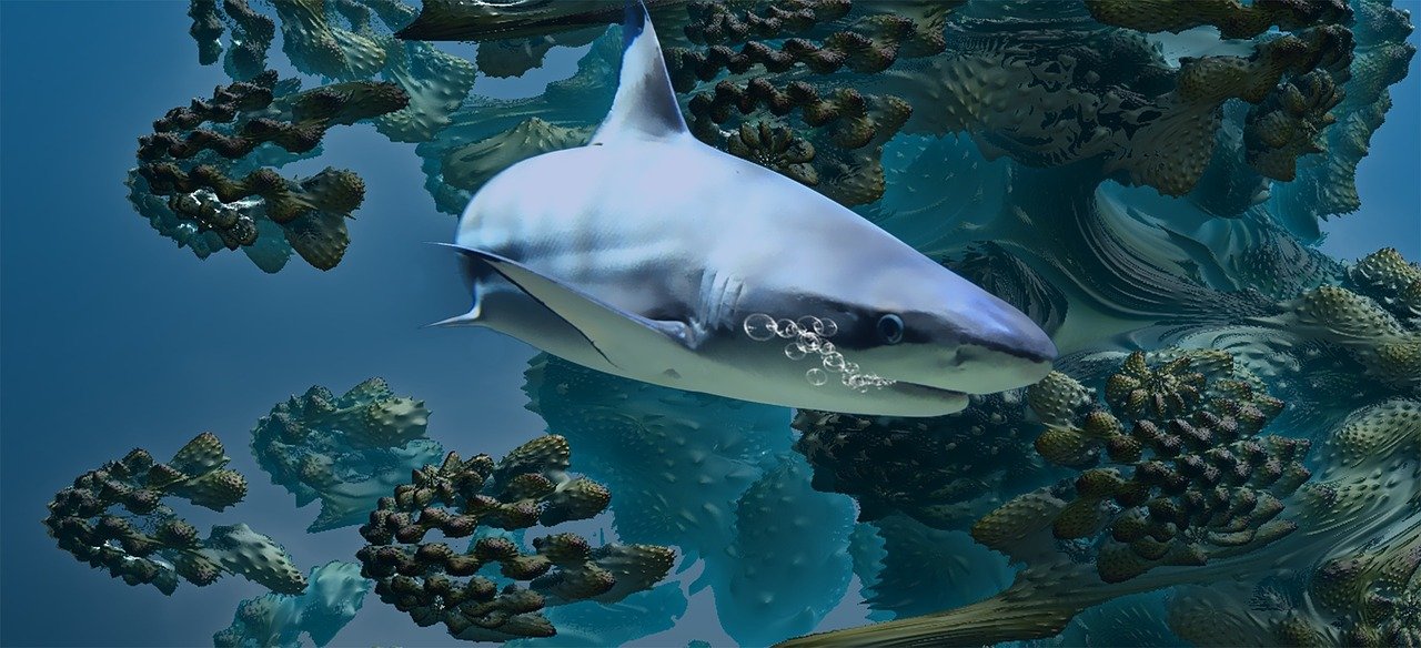  상어꿈 상어나오는꿈 해몽 정리.