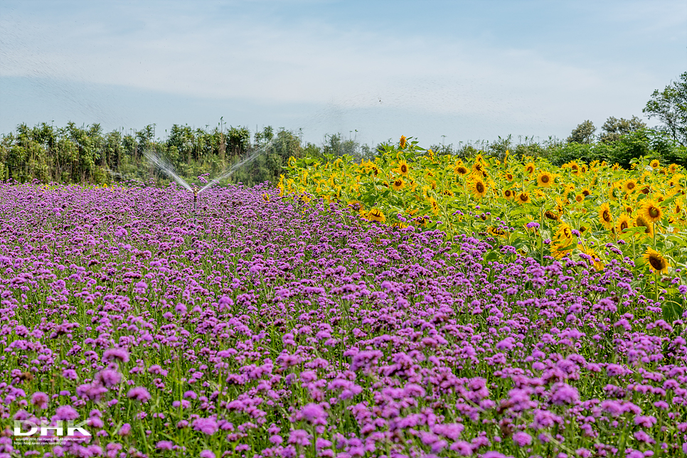 국내 1박2일 여름 여행 추천1박2일 서해 섬여행 신안 가볼만한곳 자은도 1004뮤지엄파크 세계조개박물관, 해바라기 2