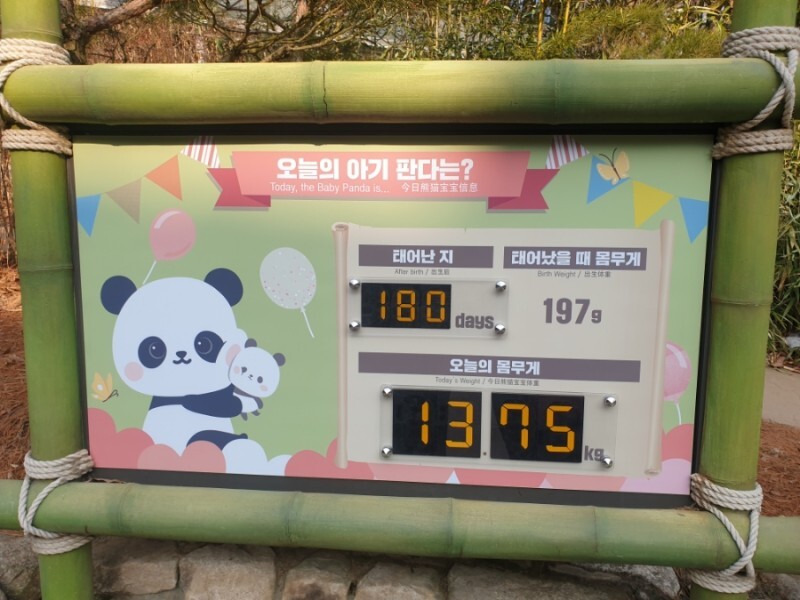  210116 푸바오와의 첫만남️ #180일 #헬로푸바오 #추억여행