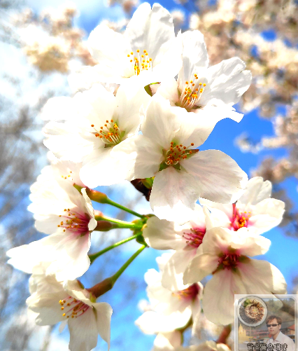 벚꽃-확대-모습-흰색-꽃-활짝-피어나다