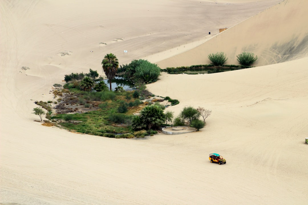 Oasis
