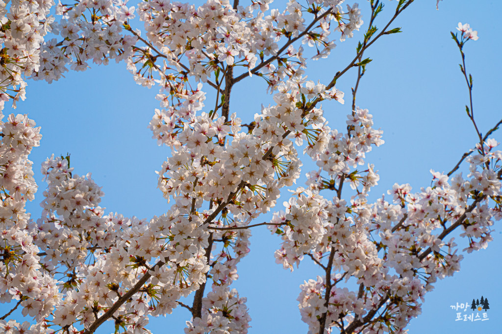 경희대 국제 캠퍼스 벚꽃 나무