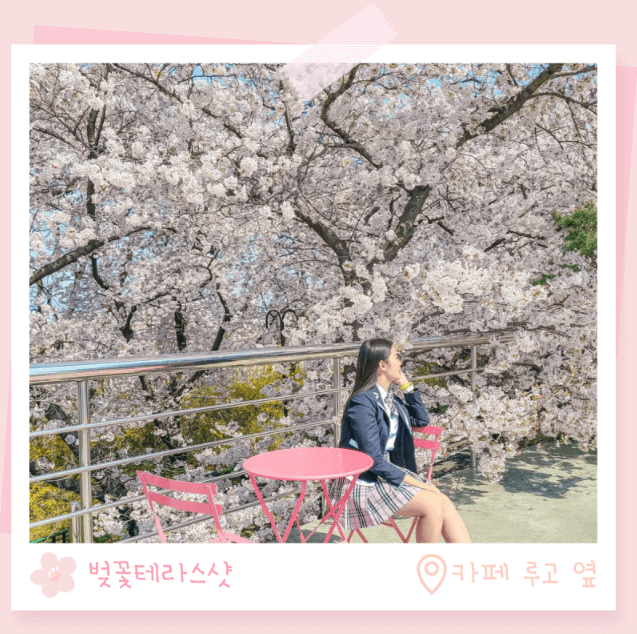 이월드 벚꽃축제 대구
