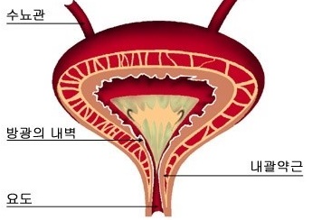  남자, 여자 방광암 증상 및 원인 알아봤습니다.
