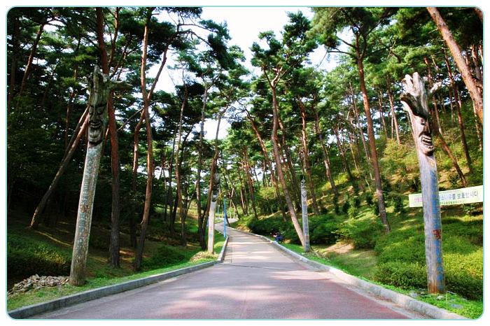 충남-태안-여행-안면도-자연휴양림-소나무
