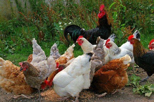   닭에 대하여 한마디 