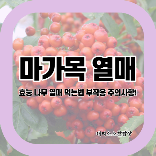  마가목 열매 효능 부작용 먹는법 총정리