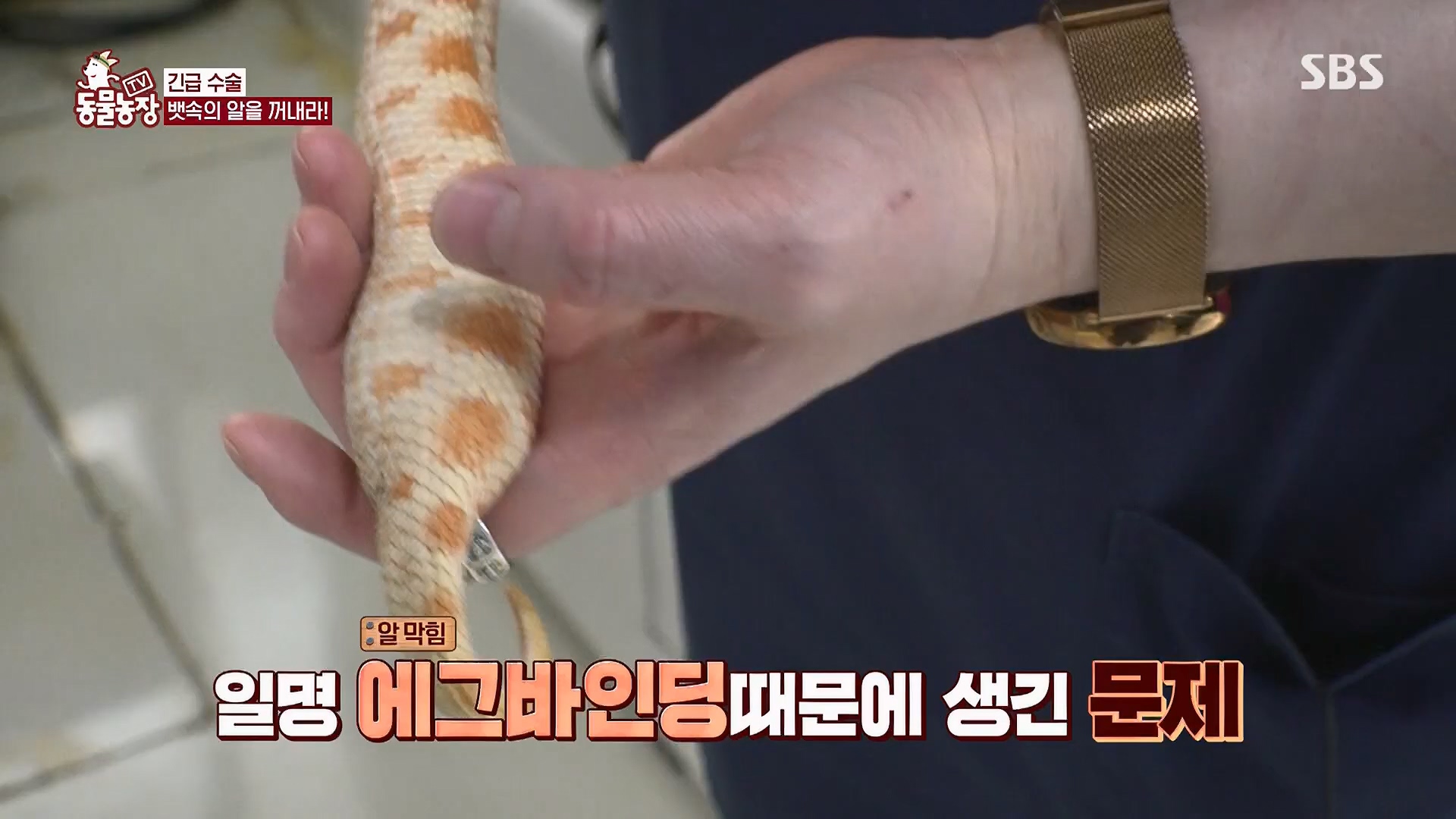 TV 동물농장.E1120.230514p.H264-F1RST.mp4_20230515_203535.711.jpg