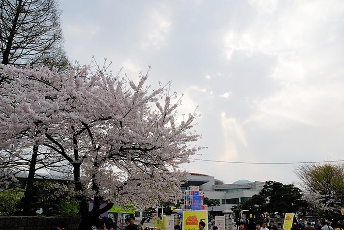 여의도-벚꽃축제