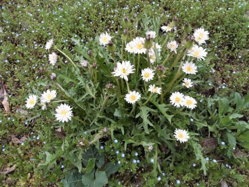 풀밭에 핀 한무더기의 흰민들레 꽃들
