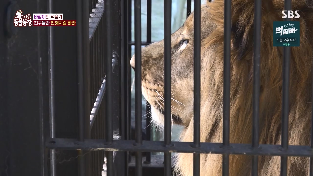 TV 동물농장.E1140.231009p-NEXT.mp4_20231008_174828.478.jpg