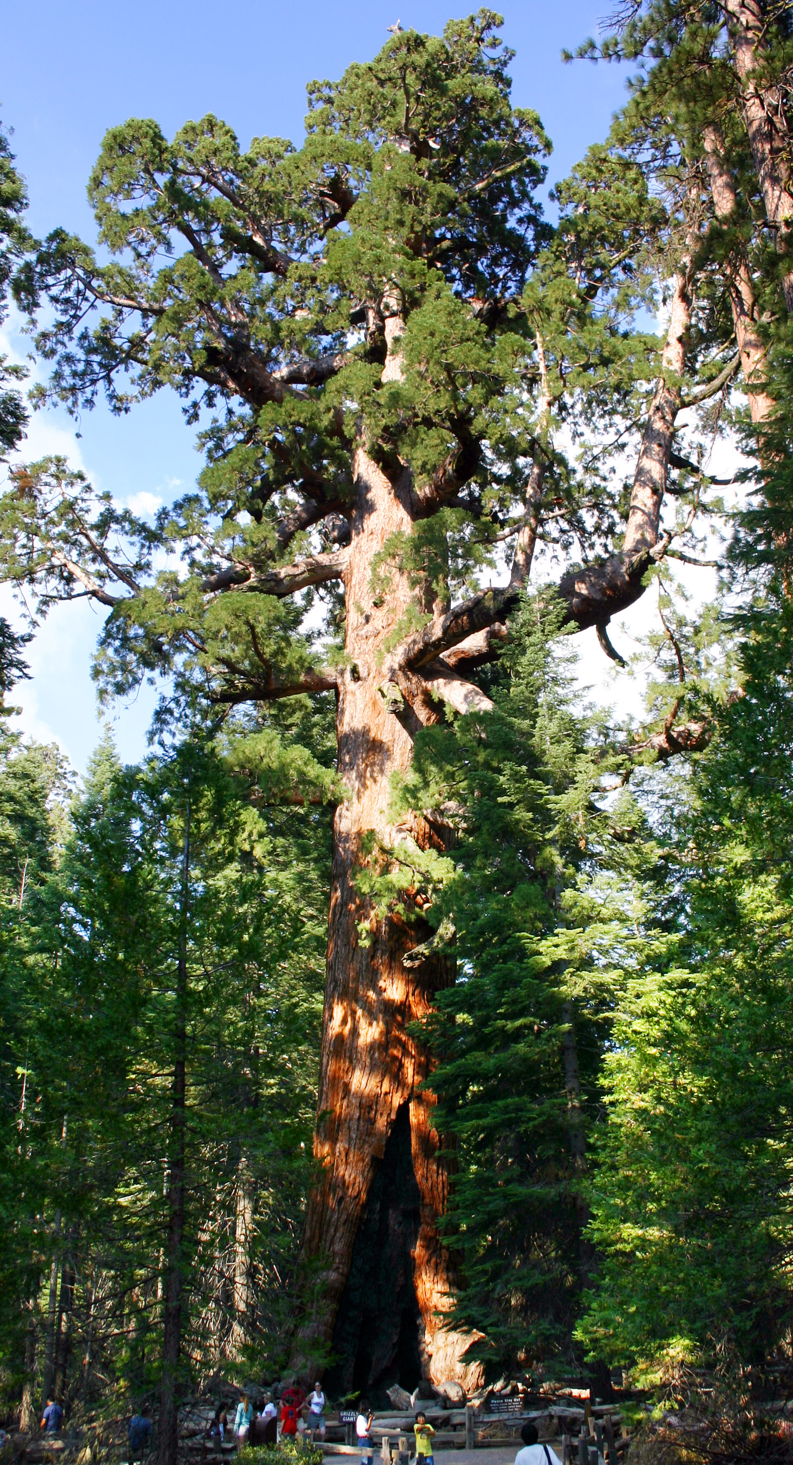 [식물] 자이언트 세쿼이아 Sequoiadendron giganteum