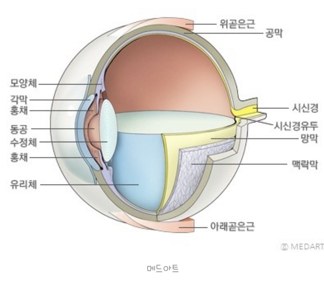 눈의 구조 (서울대학교병원 홈페이지)