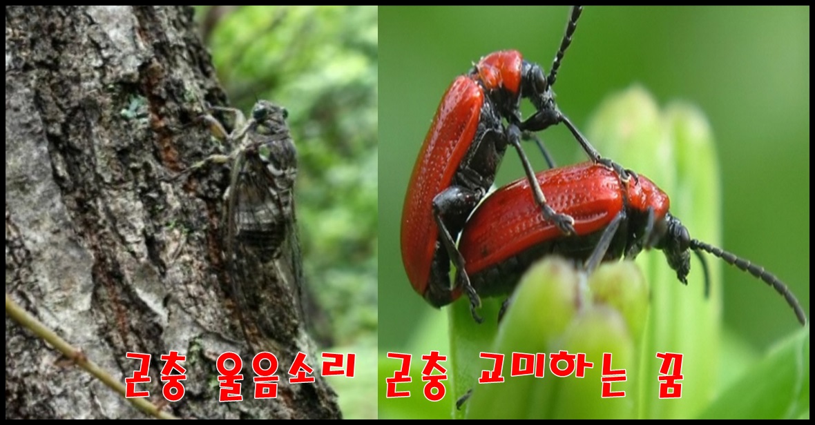  곤충 울음소리나 교미에 관한 꿈해몽;여치귀뚜라미매미등곤충울음소리곤충을죽이거나교미하는것을보는꿈.