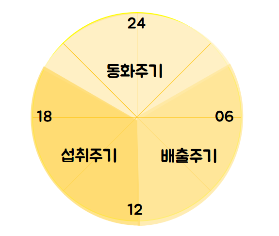 간헐적단식 시간