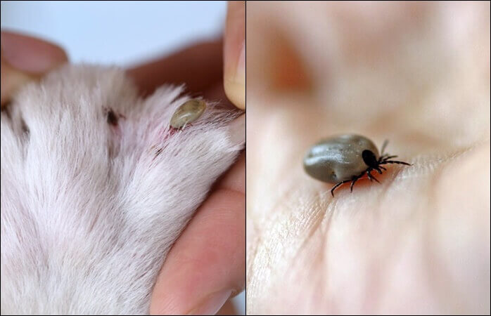 좌: 강아지 발가락 사이에 붙어있는 벌레 / 우: 사람 손바닥 위의 벌레