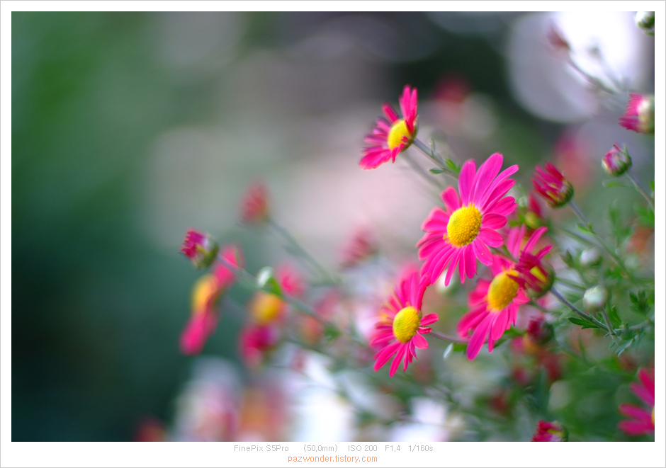 후지필름 Finepix S5Pro 색감 후지필름 Finepix S5Pro 색감