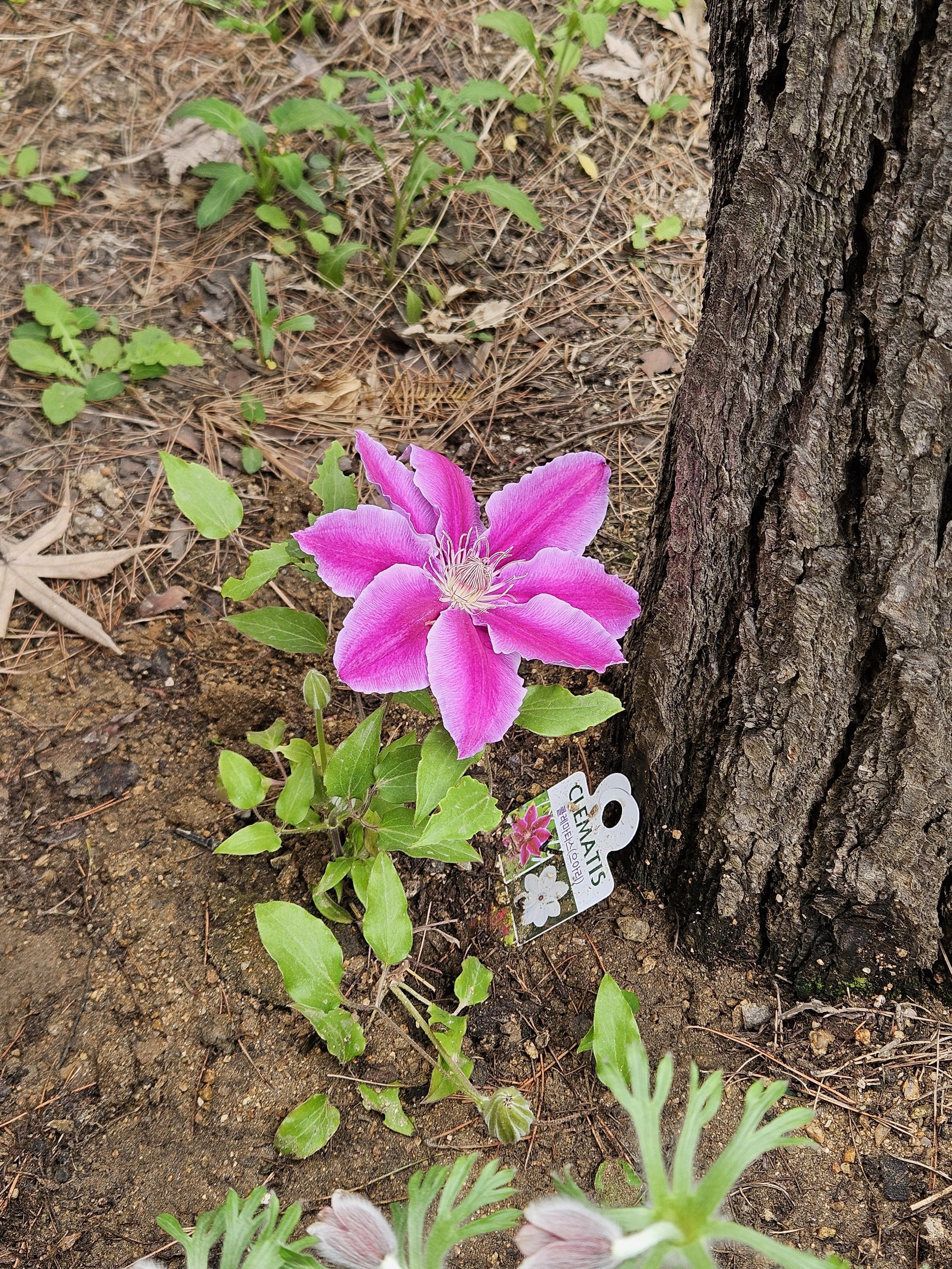 압구정 성당 정원에 피어 있는 분홍의 꽃 한송이
