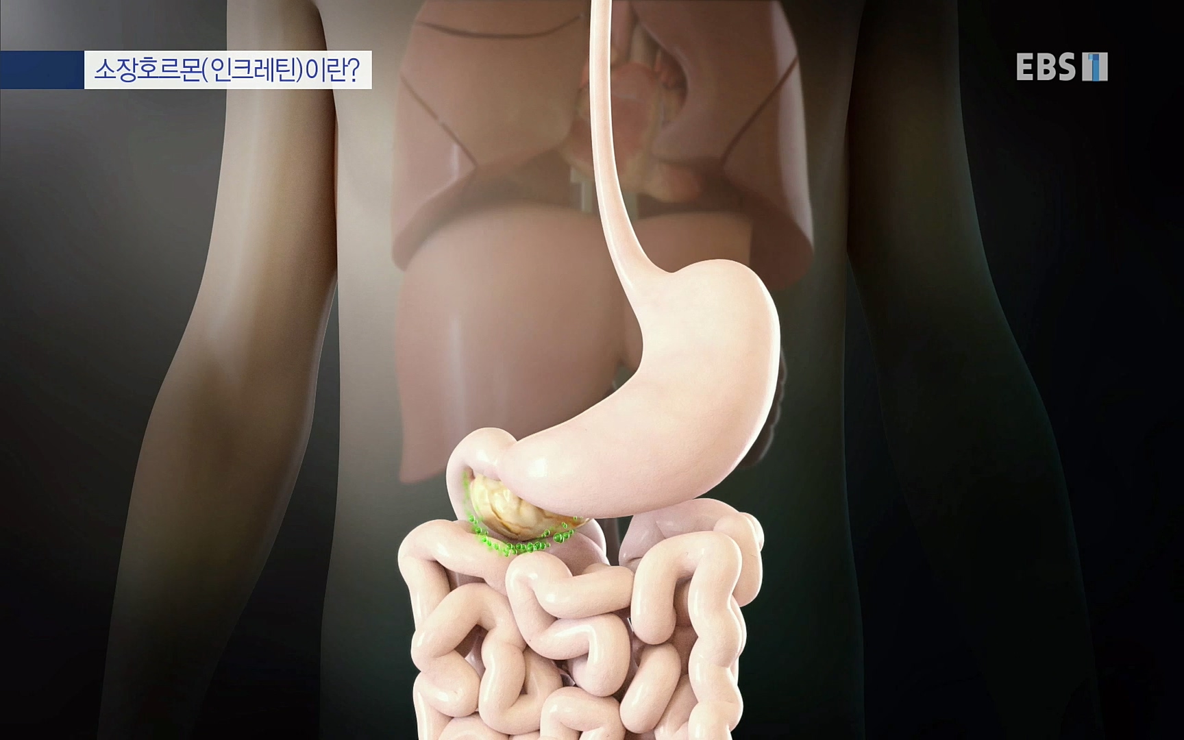 EBS 명의 헬스케어 - TV - 교육의 중심 EBS내 몸을 지배하는 7가지 호르몬 3부, 운동이 밥이다! .mp4_20220711_202516.043.jpg