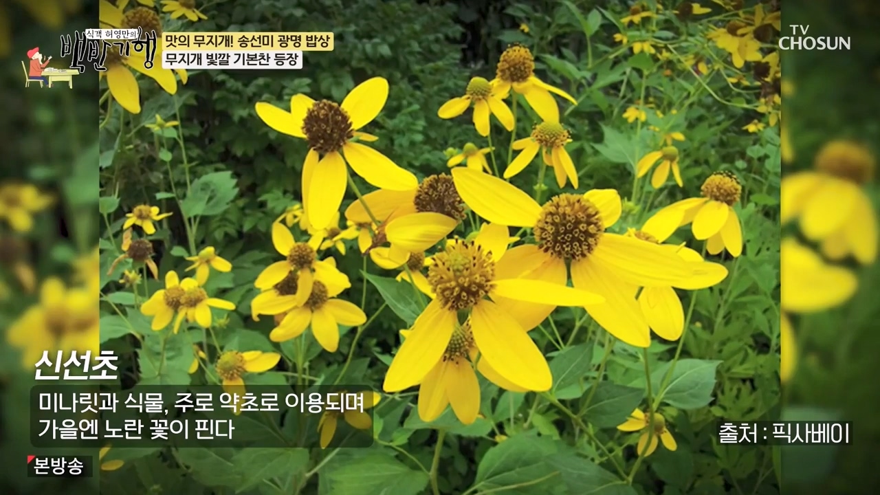 식객 허영만의 백반기행.E249.240527p-NEXT.mp4_20240527_192831.906.jpg