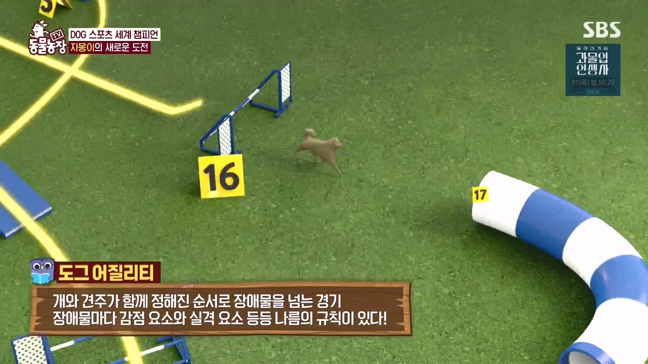 TV 동물농장.E1135.230828p-NEXT.mp4_20230827_180805.604.jpg