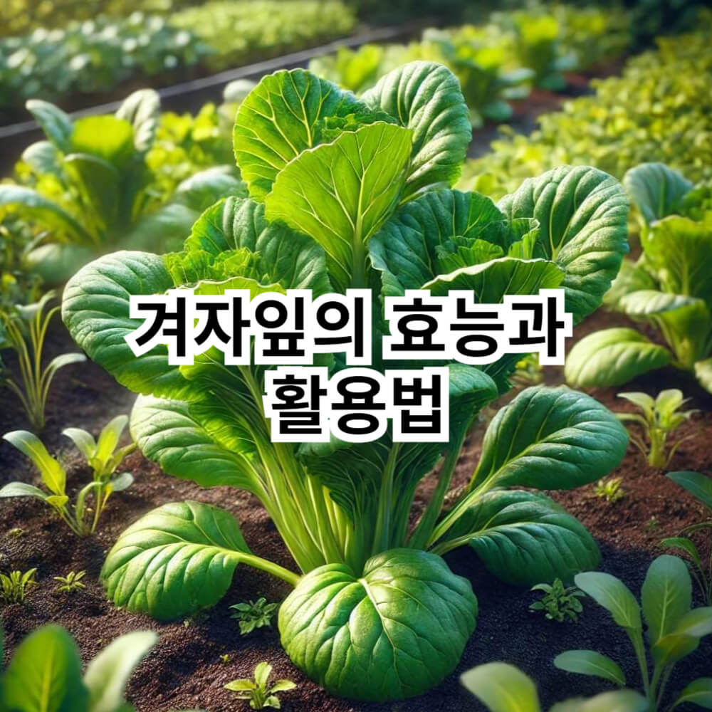 겨자잎-효능