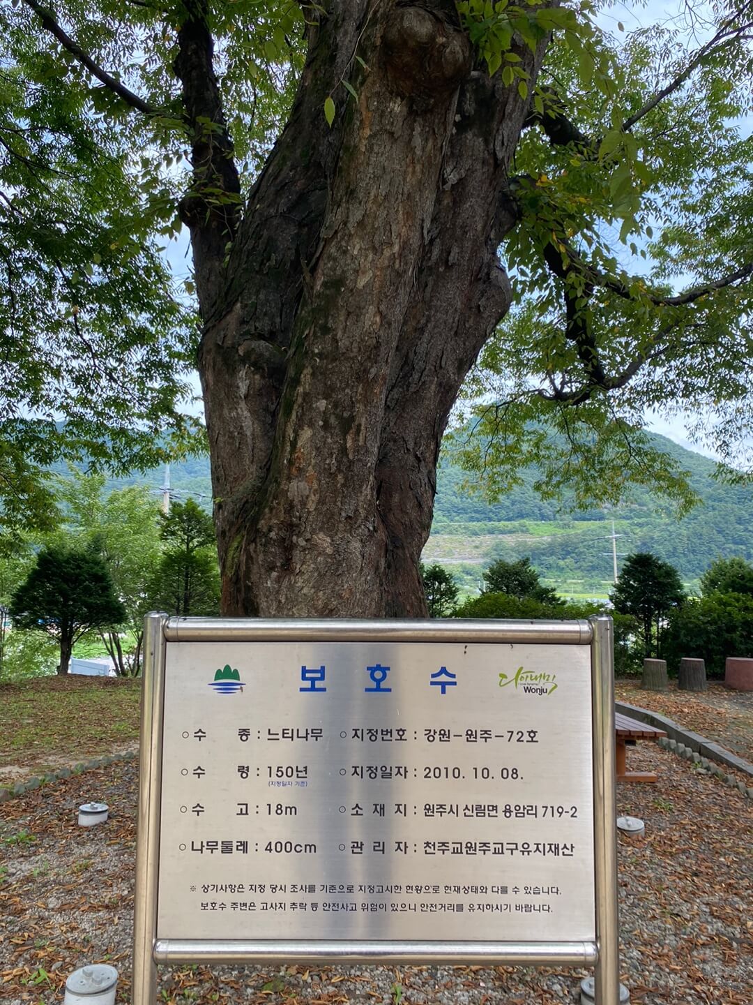 용소막성당 느티나무