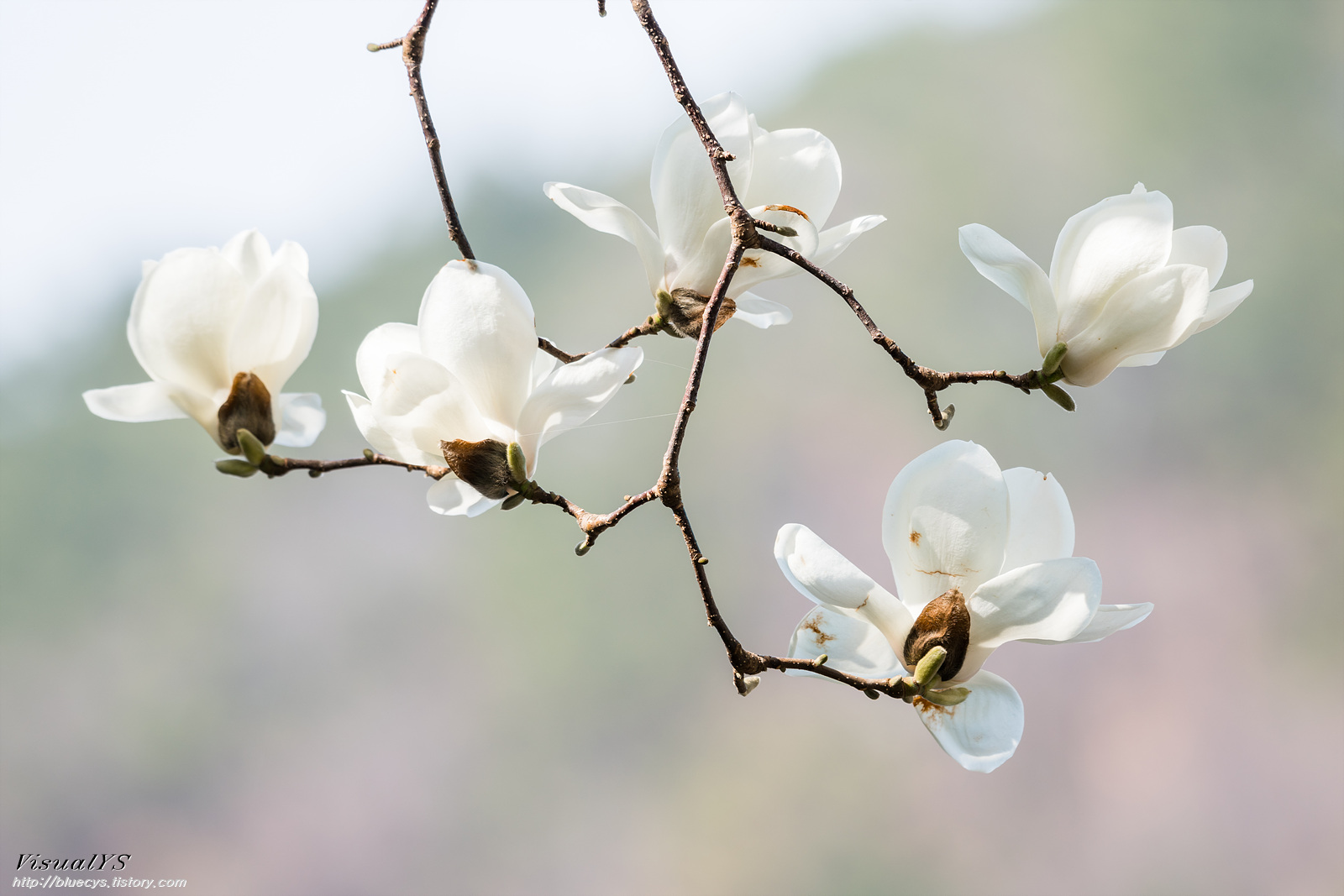 화려한 목련.. 18